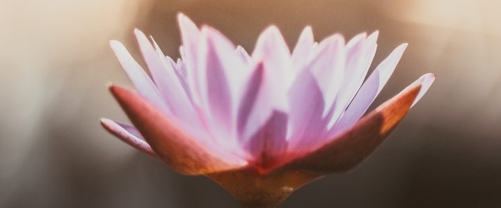 Lila Seerose mit zarten Blütenblättern auf einem sanften Hintergrund.