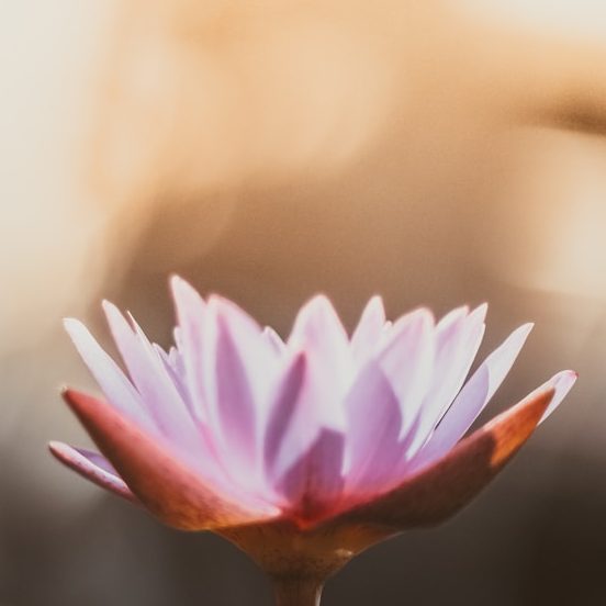 Eine zarte Seerose mit rosa Blütenblättern vor einem warmen Hintergrund.