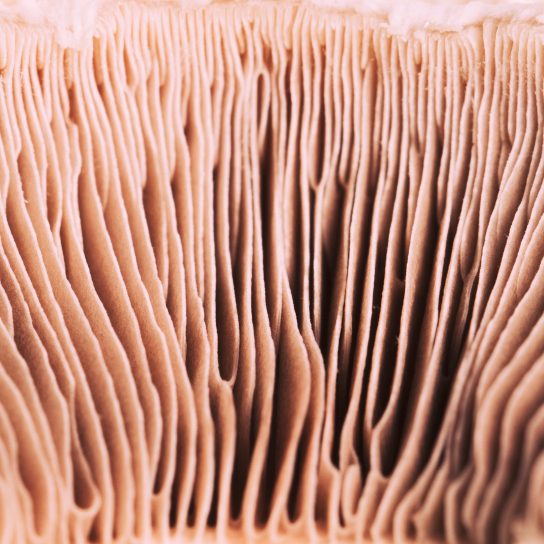 Detailansicht von gewellten, hellen feinen Pilz-Lamellen für Mykotherapie.