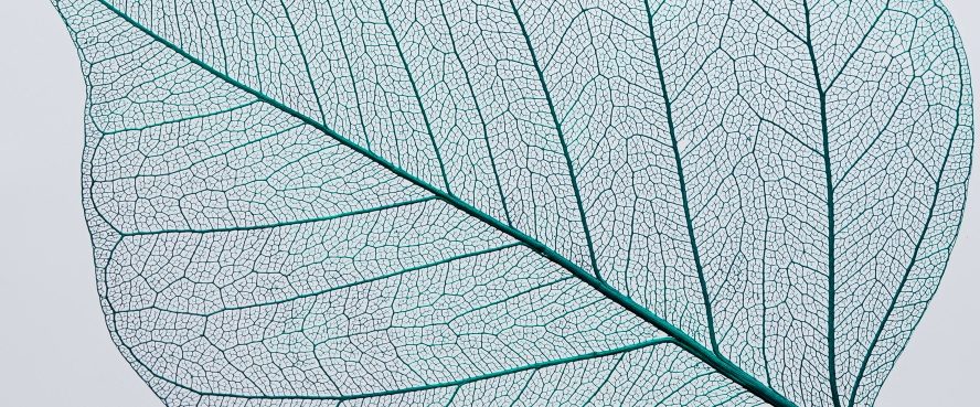 Durchsichtiges Blatt mit feinen Adern auf hellem Hintergrund.